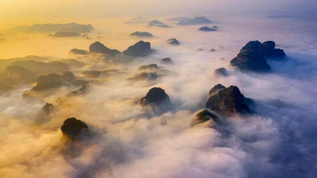 拯救枯树